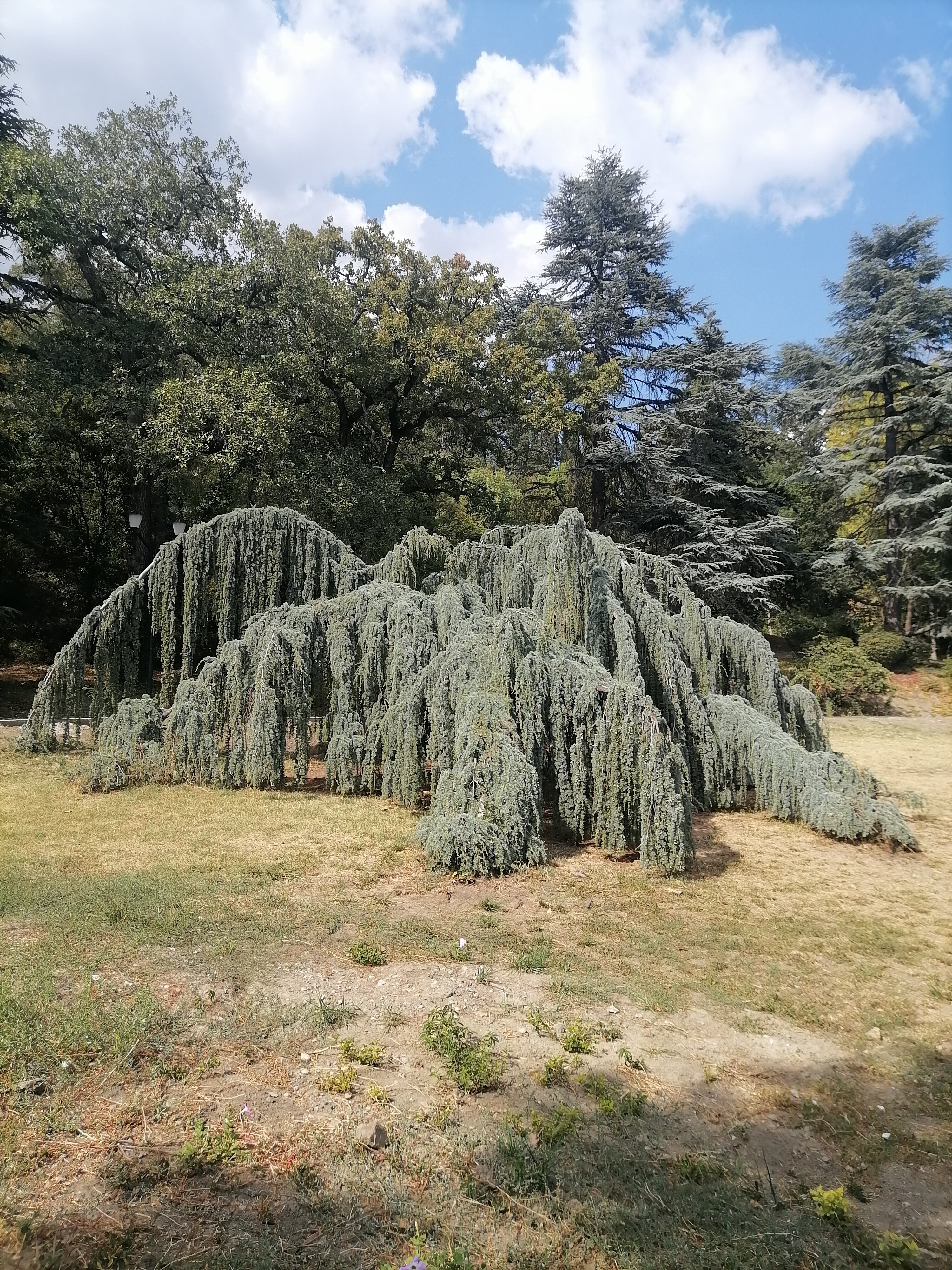 Фото Олива Парк