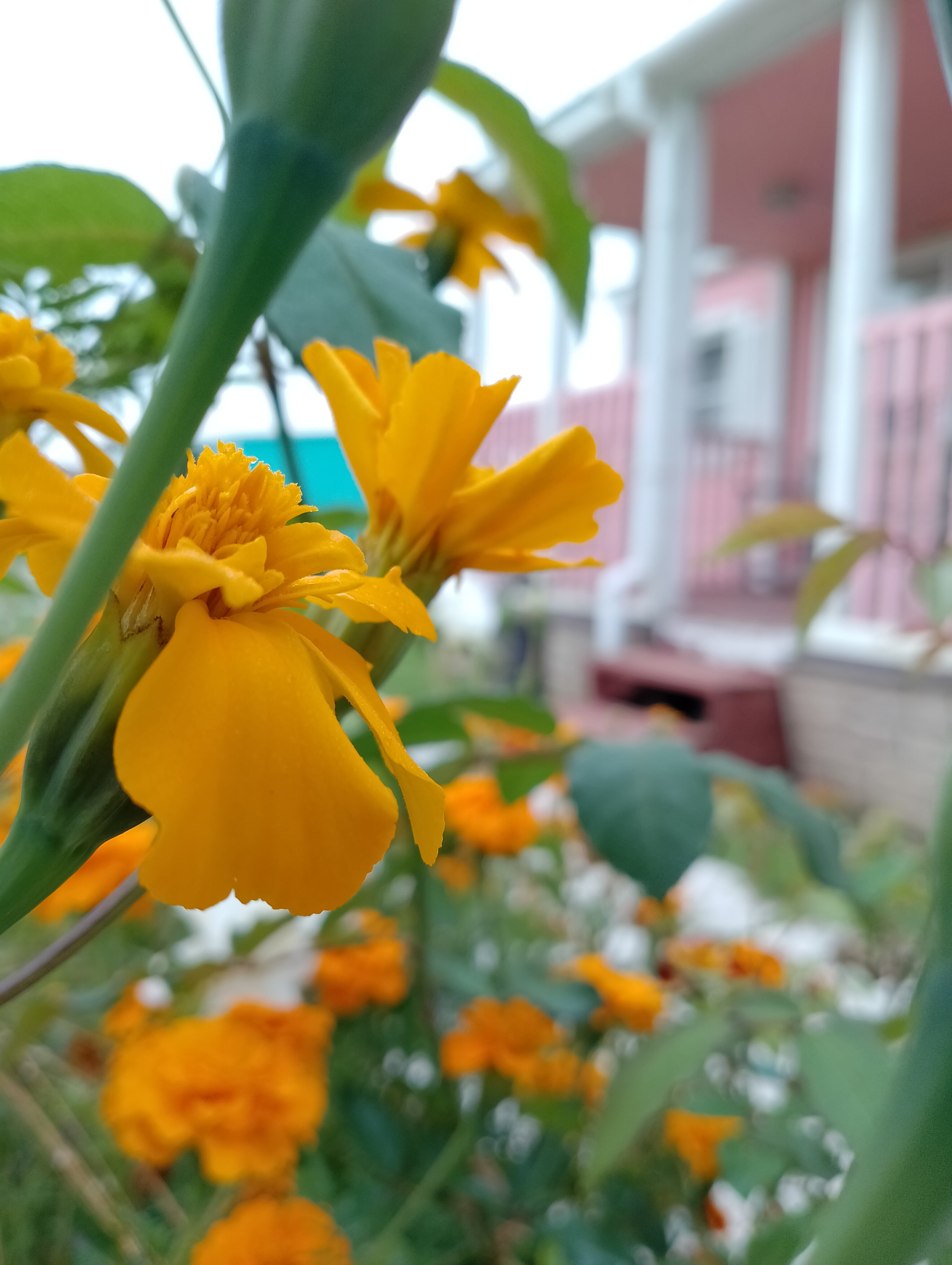 Фото Солнечный дом