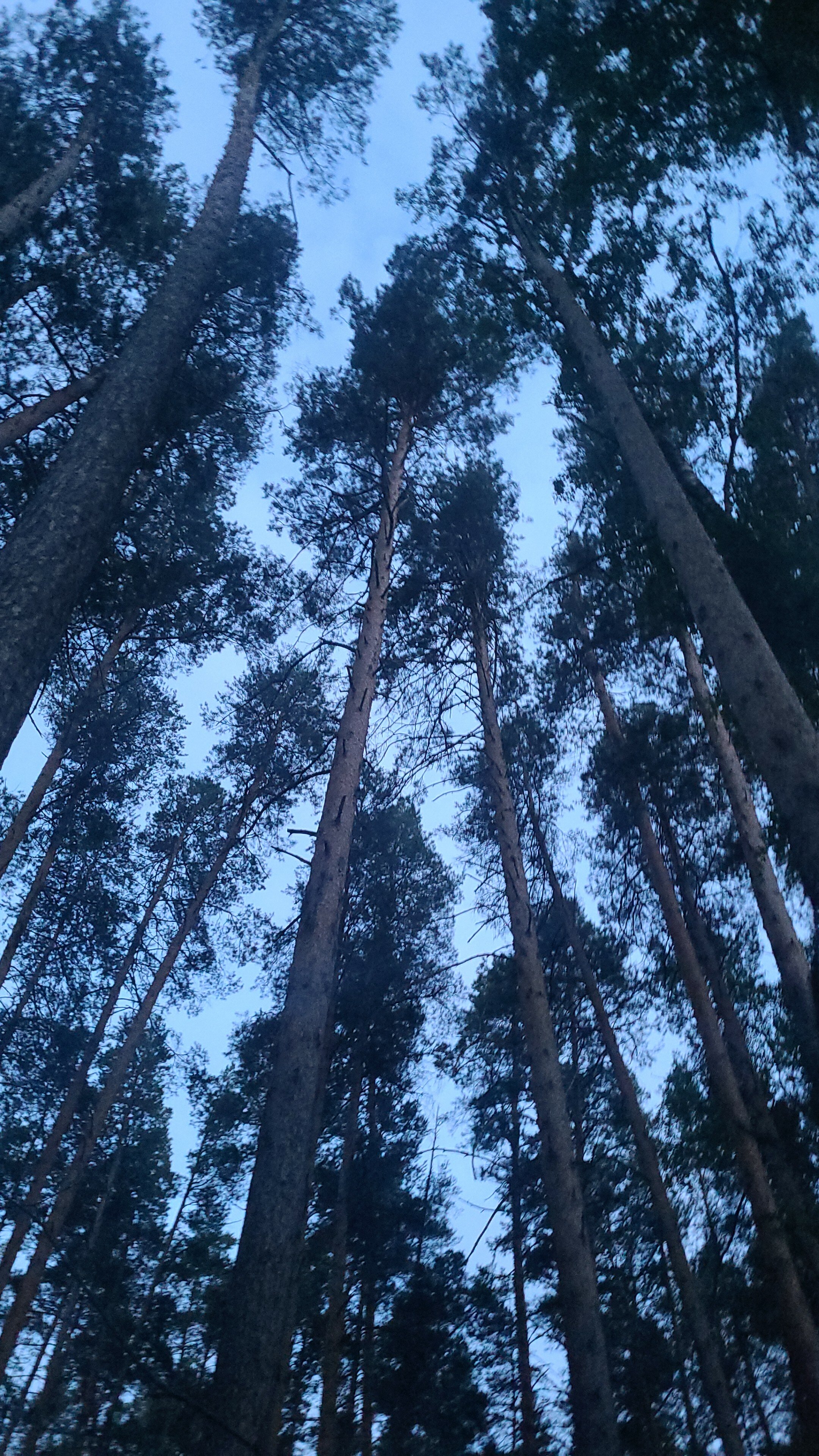 Фото Борвиха