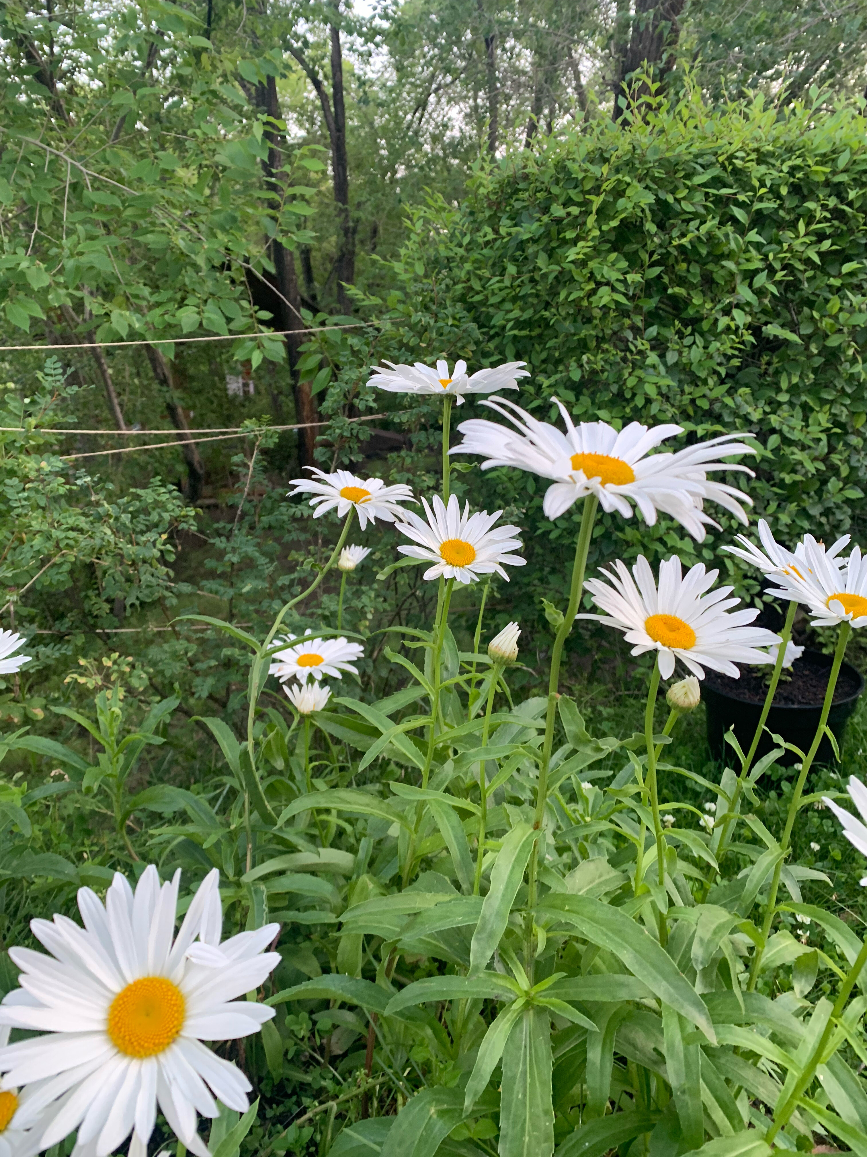 Фото Княжий двор