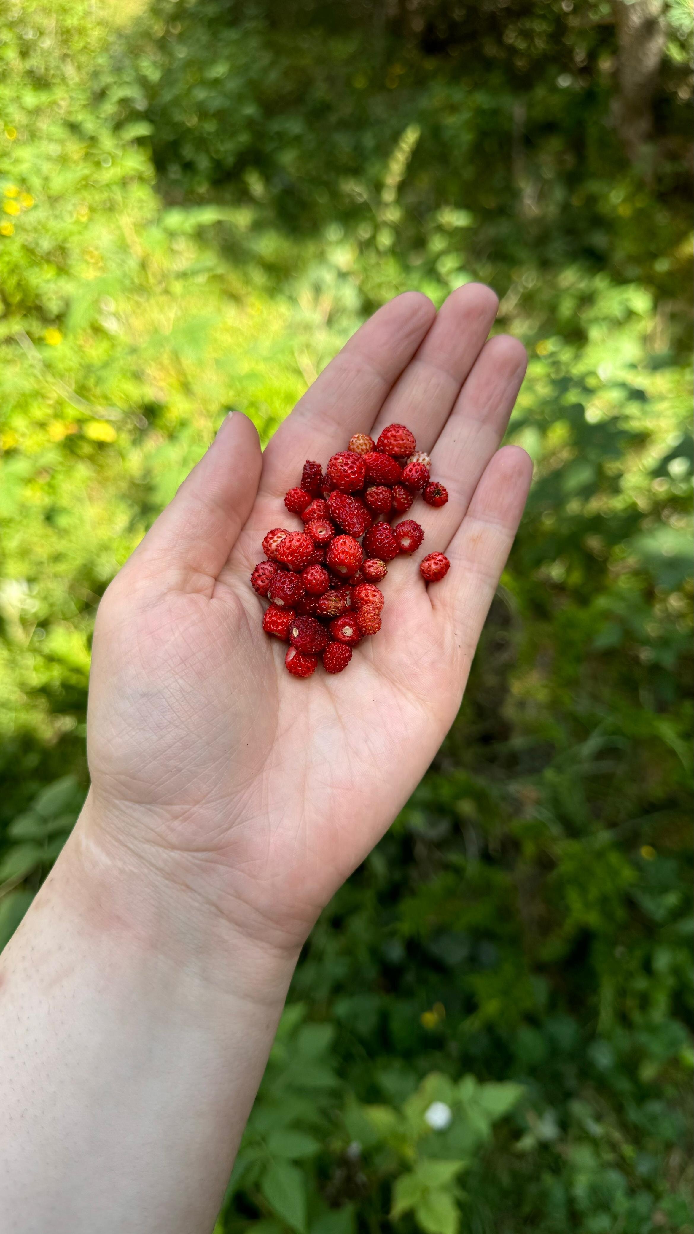 Фото Balkaria House