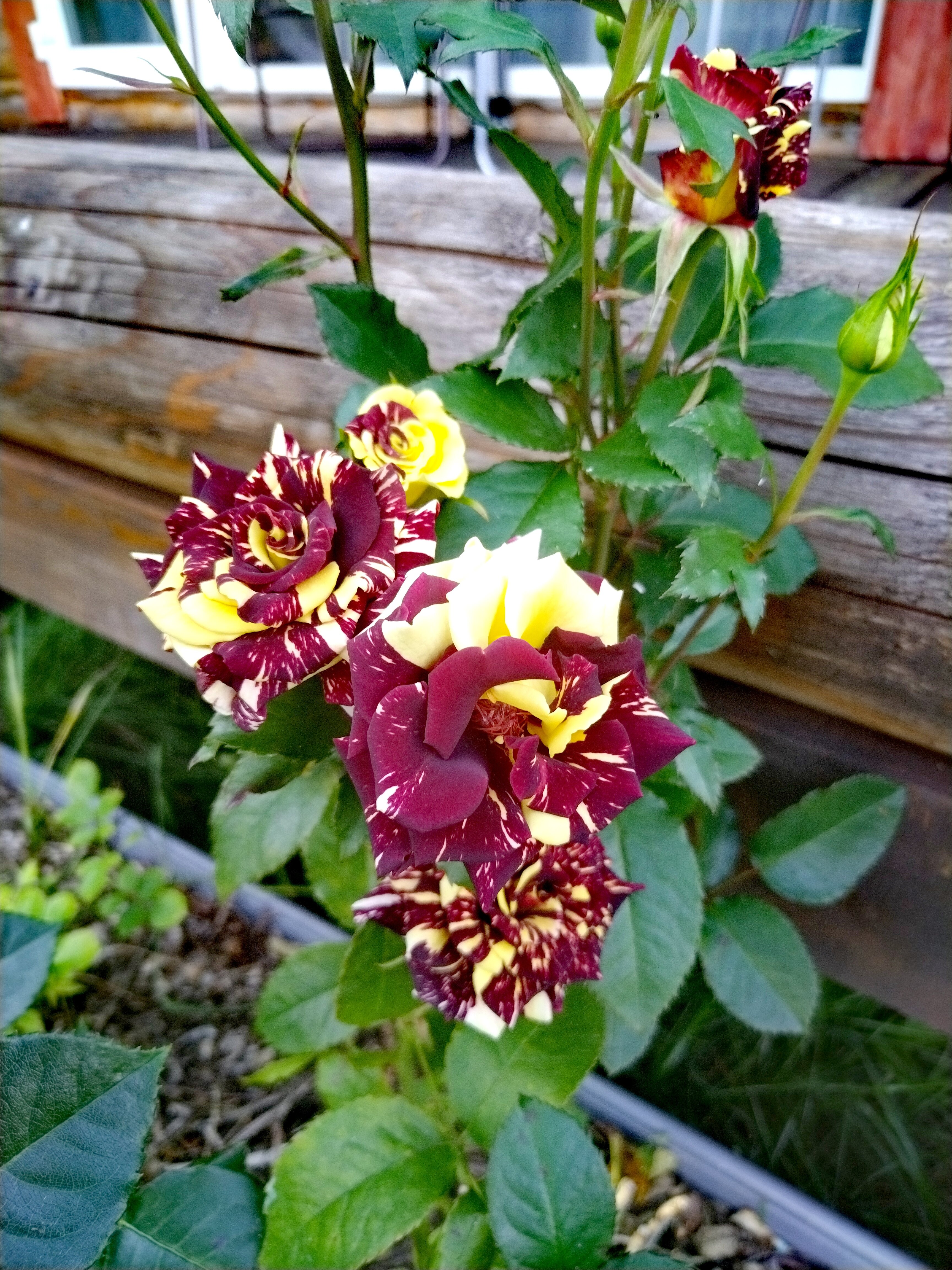 Фото Форт Логово в Бабариках