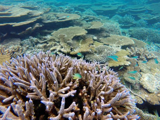 Фото Lvis Blancura