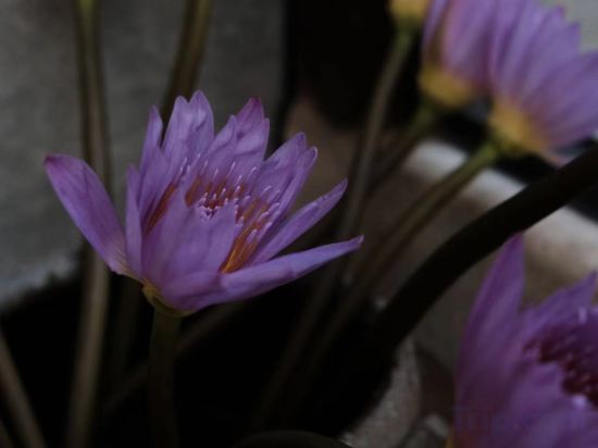 Фото Hantang Inn Hostel Xi'an