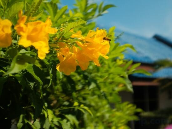 Фото Phuket Airport Hotel