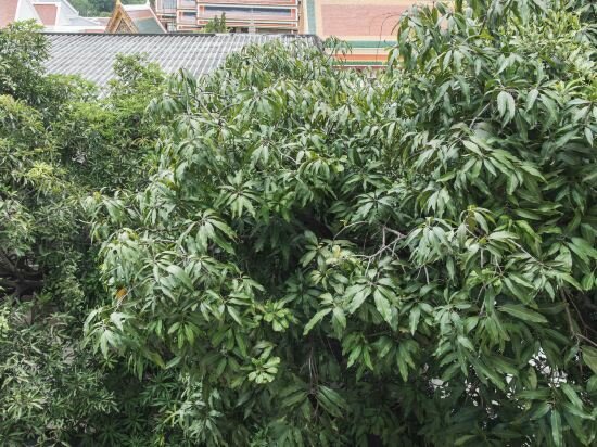 Фото Feung Nakorn Balcony