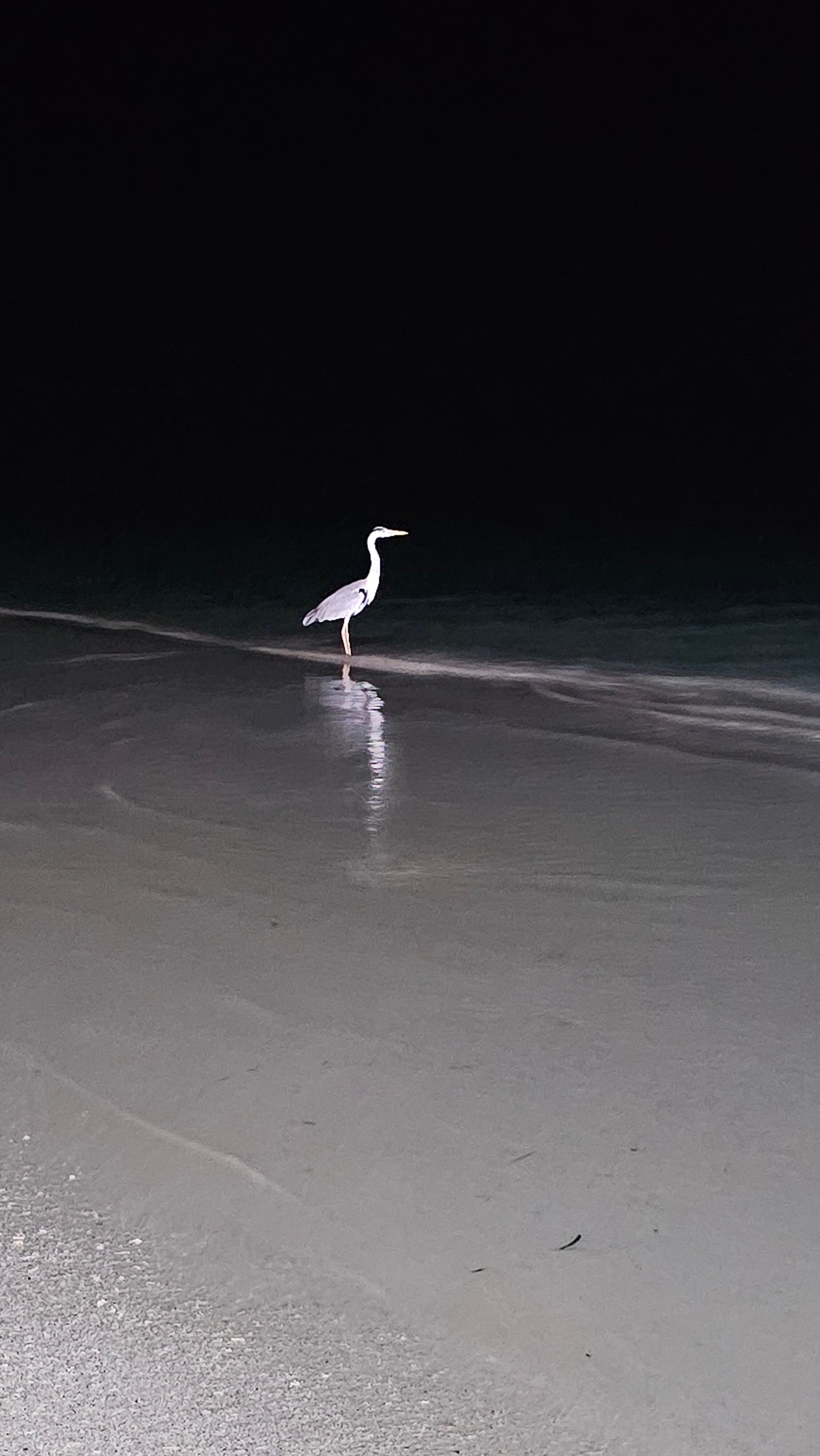 Фото Rashu Hiyaa