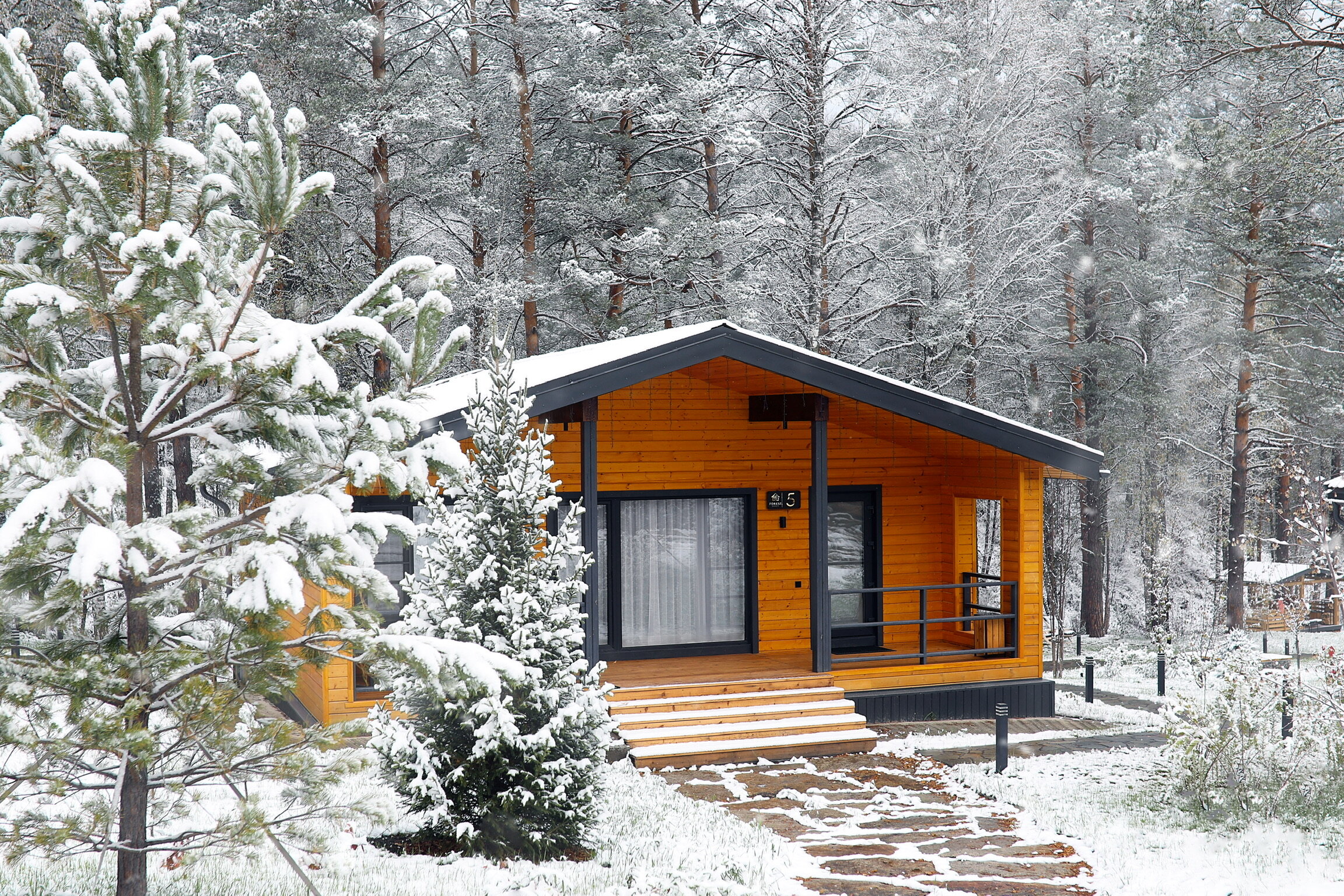 Фото Forest Green