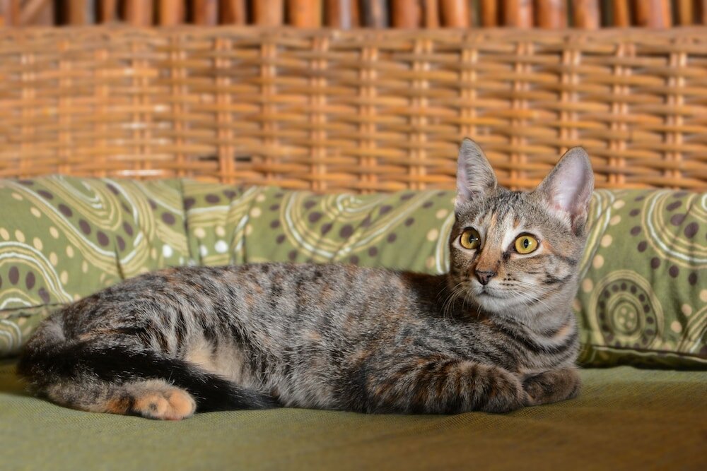 Фото Zentik Project Boutique Hotel & SPA