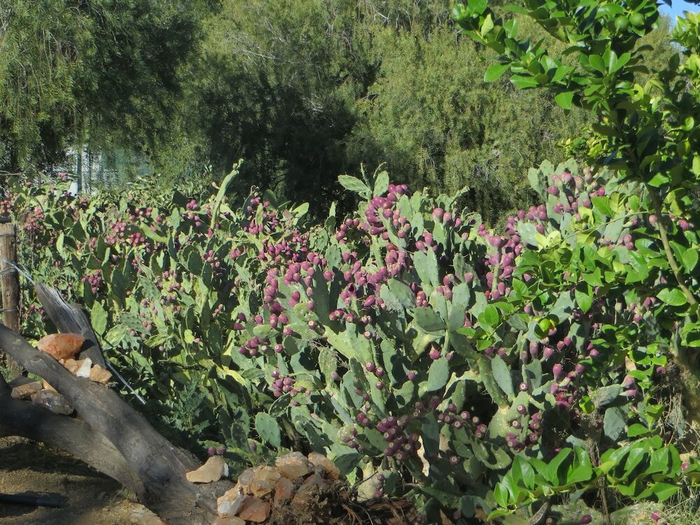 Фото Corona Guest Farm