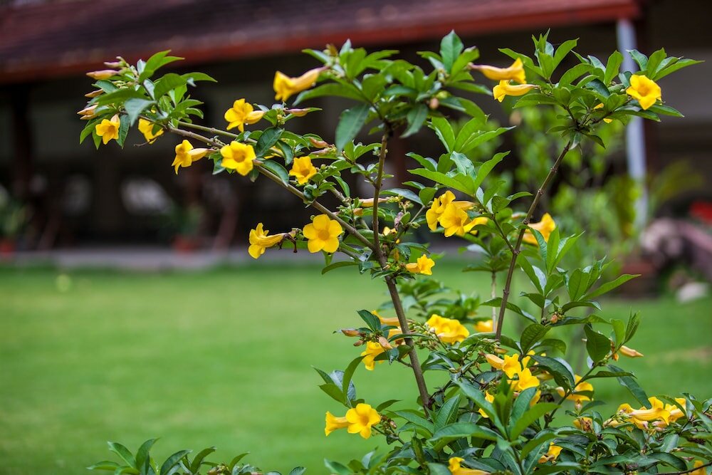 Фото Shambaling Boutique Hotel