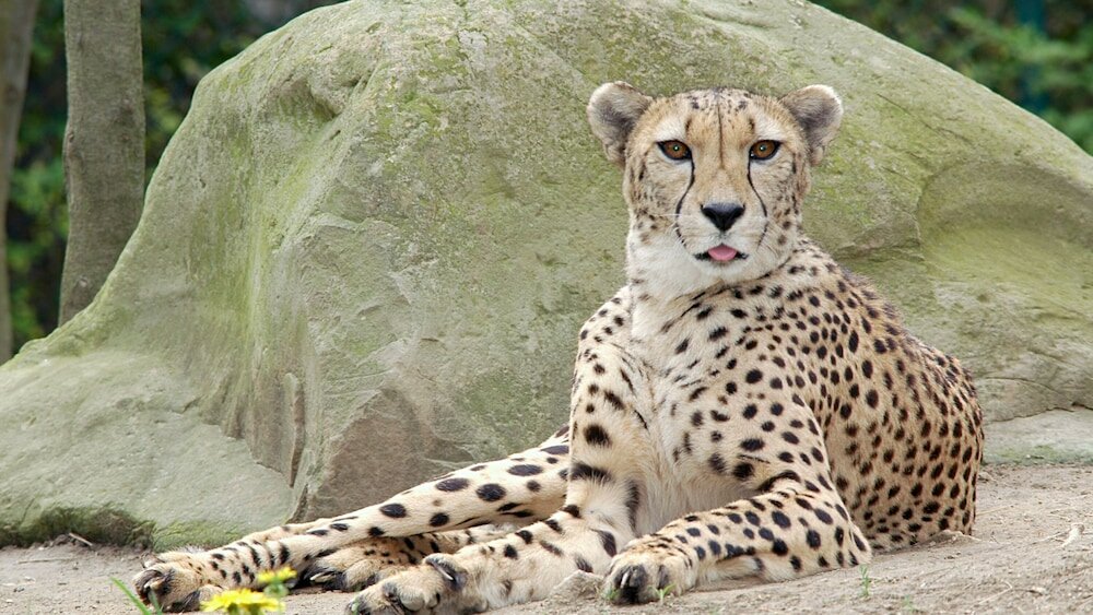 Фото Holiday Inn Runcorn, an Ihg Hotel