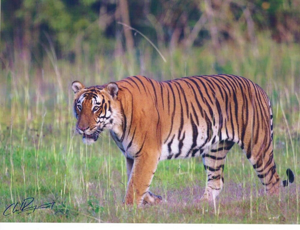 Фото The Windflower Jungle Resorts and SPA