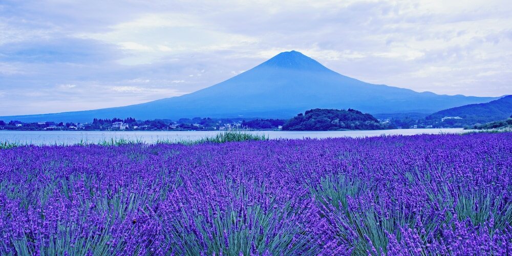 Фото Resort Inn Fuyo Kawaguchiko Inter store