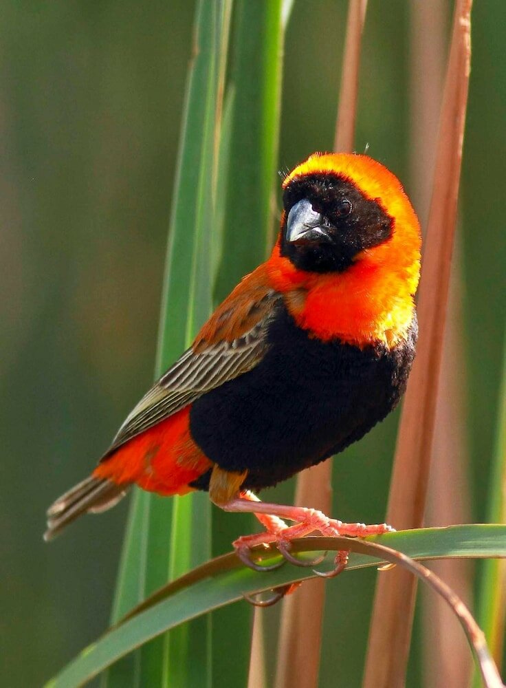 Фото Montagu Vines Guest House