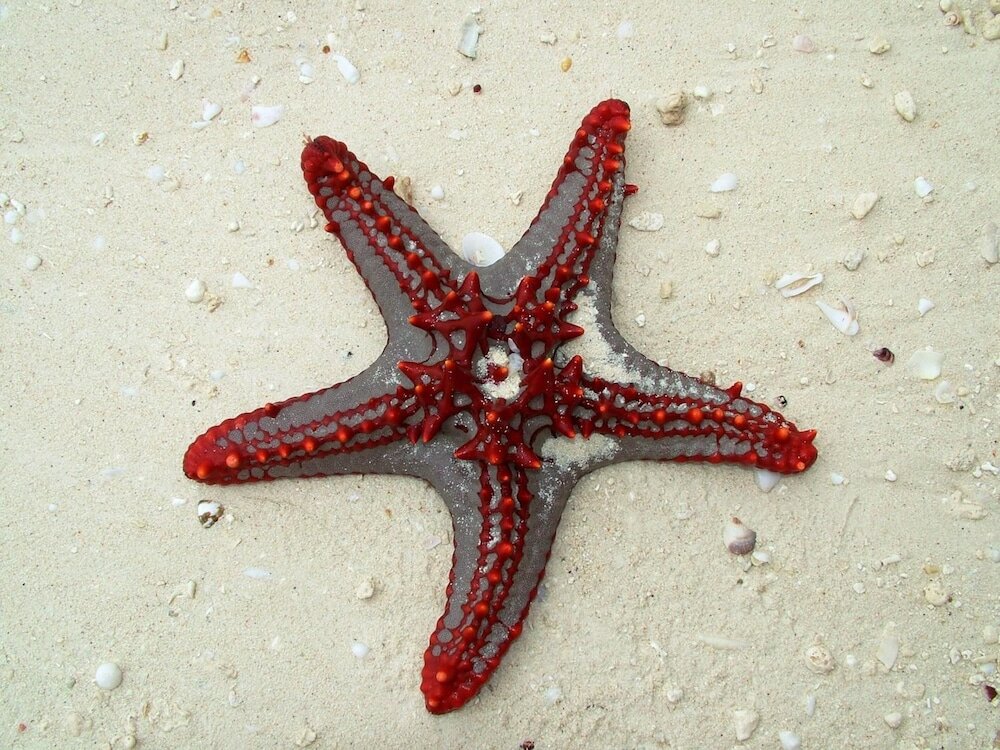 Фото Princess Salme Inn