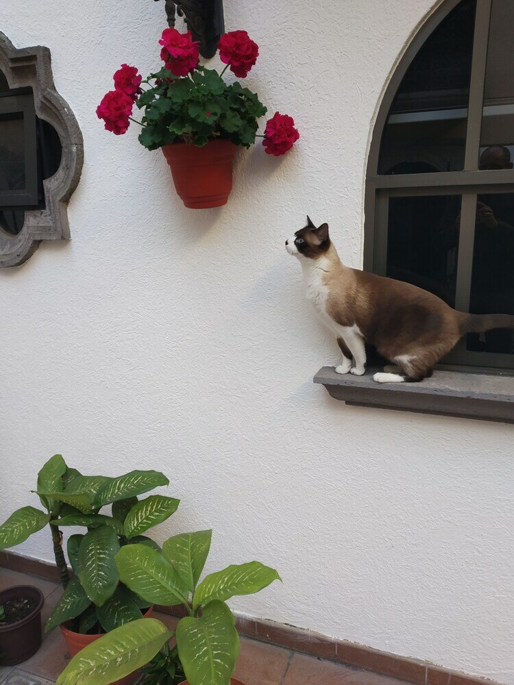 Фото Suites Sevilla