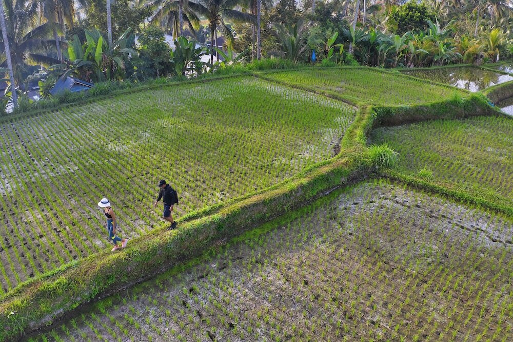Фото Nandini Jungle by Hanging Gardens