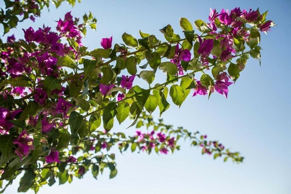 Фото Le Scuderie - Castello Monaci