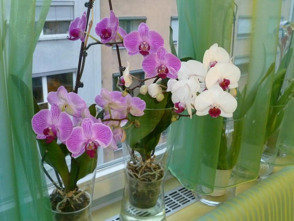 Фото Abalon Hotel Ideal