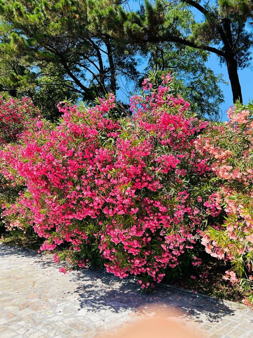 Фото Колизей