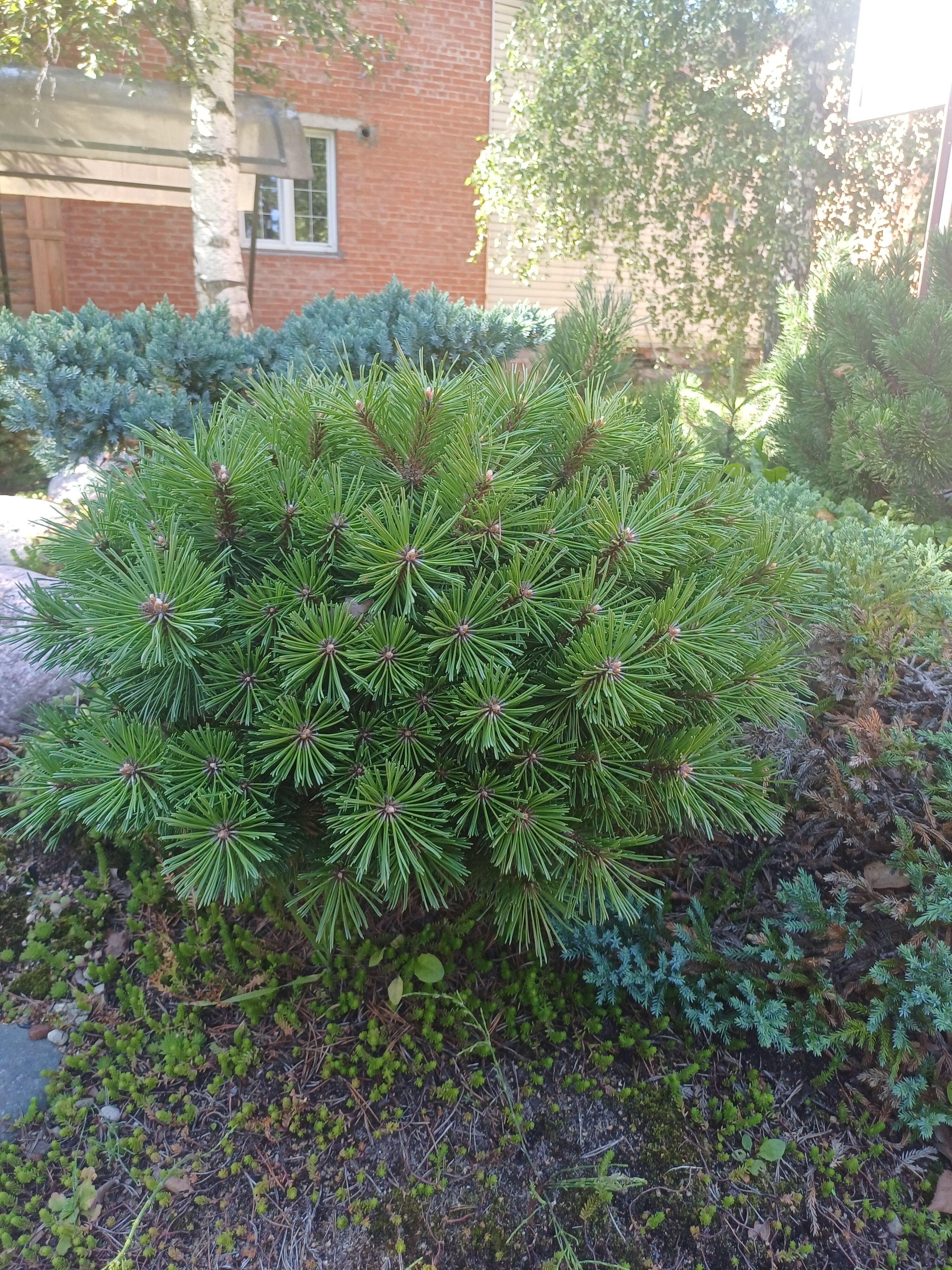 Фото Диадема Шереметьево