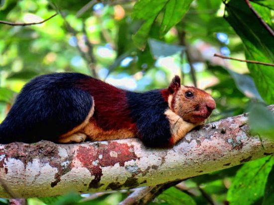 Фото Amritara Riverside Luxury Tents