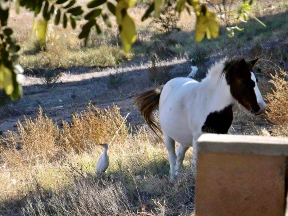 Фото Oasis Country Lodge