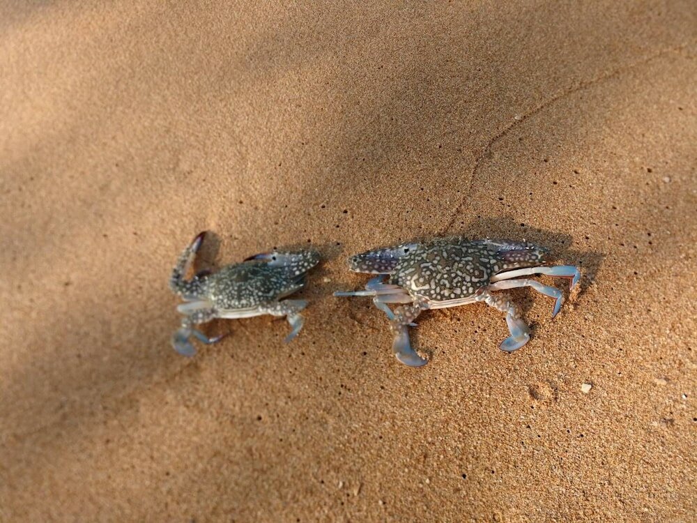 Фото Royal Heritage Pavillion