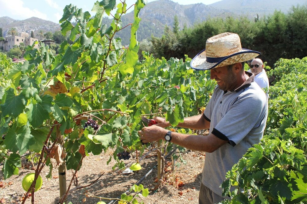 Фото Bellapais Gardens