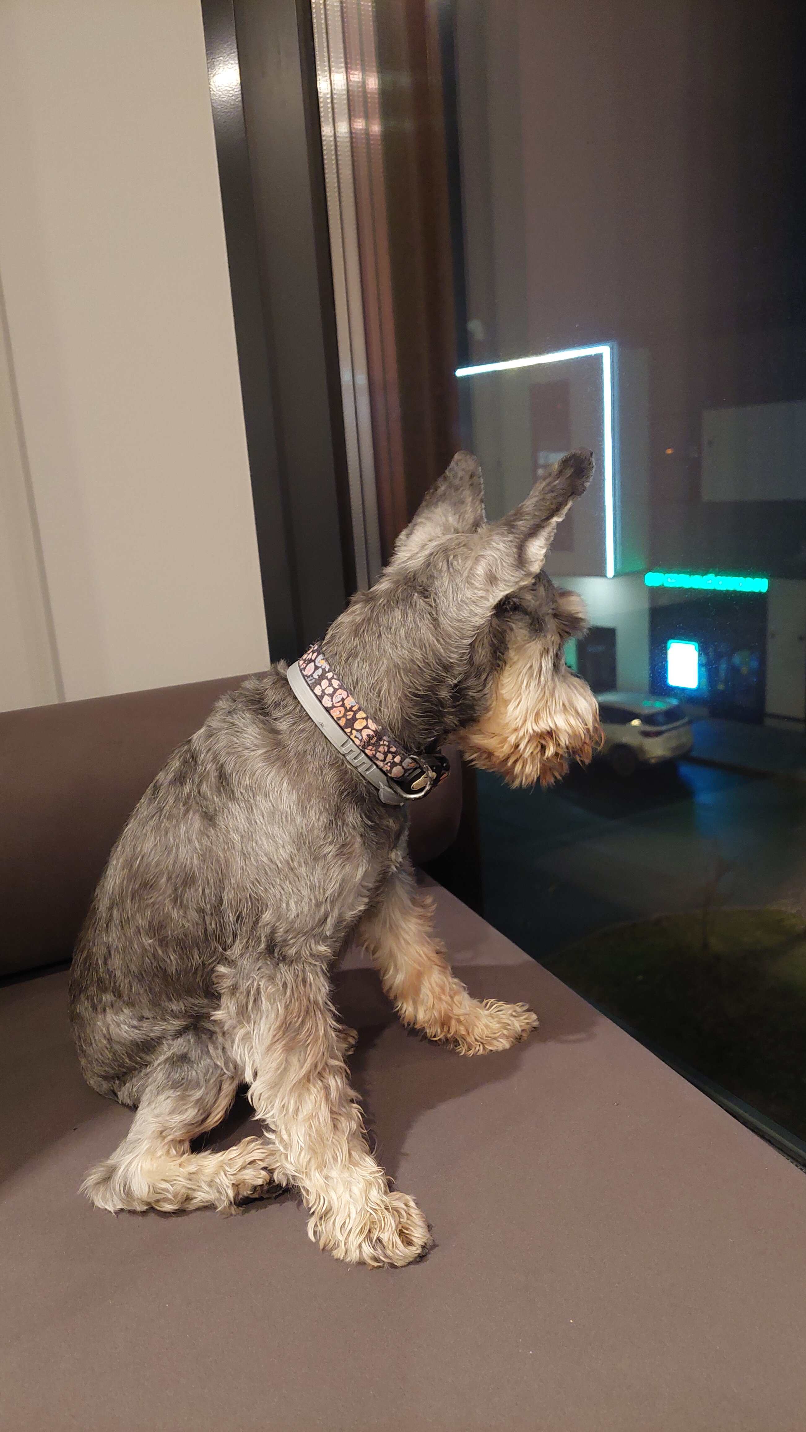 Фото 25/7 Заневский