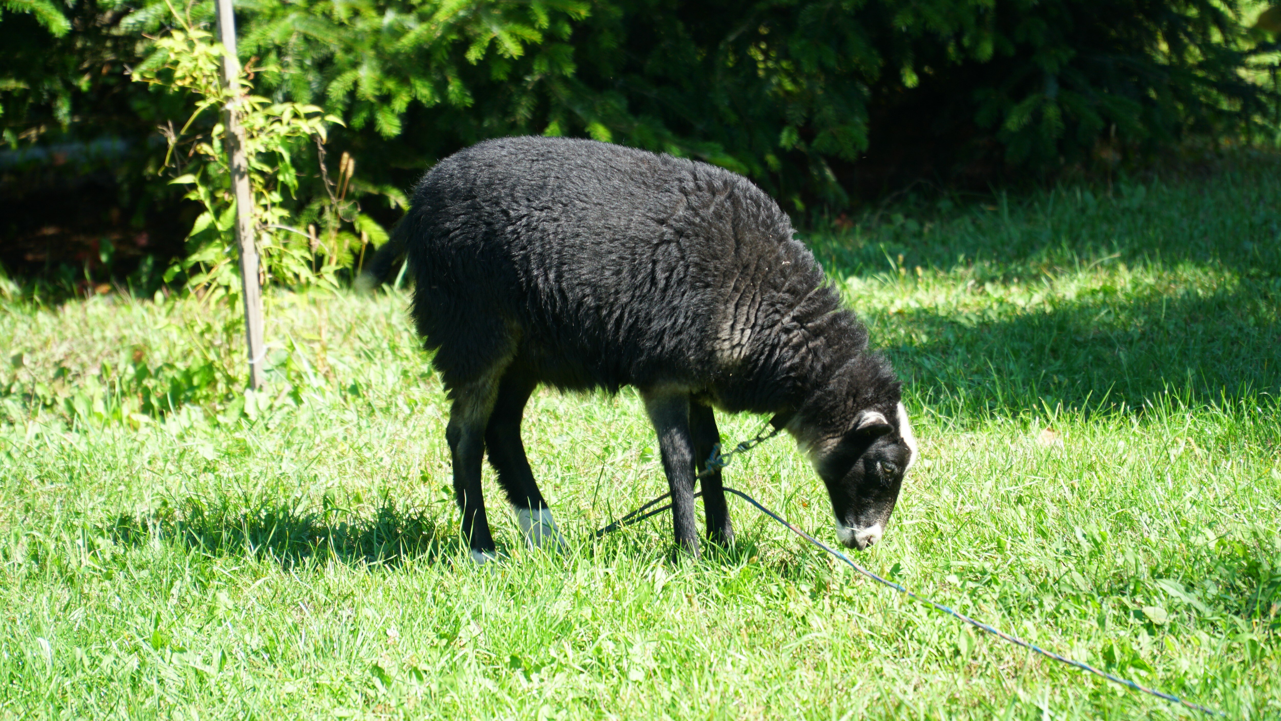 Фото Снежный Барс