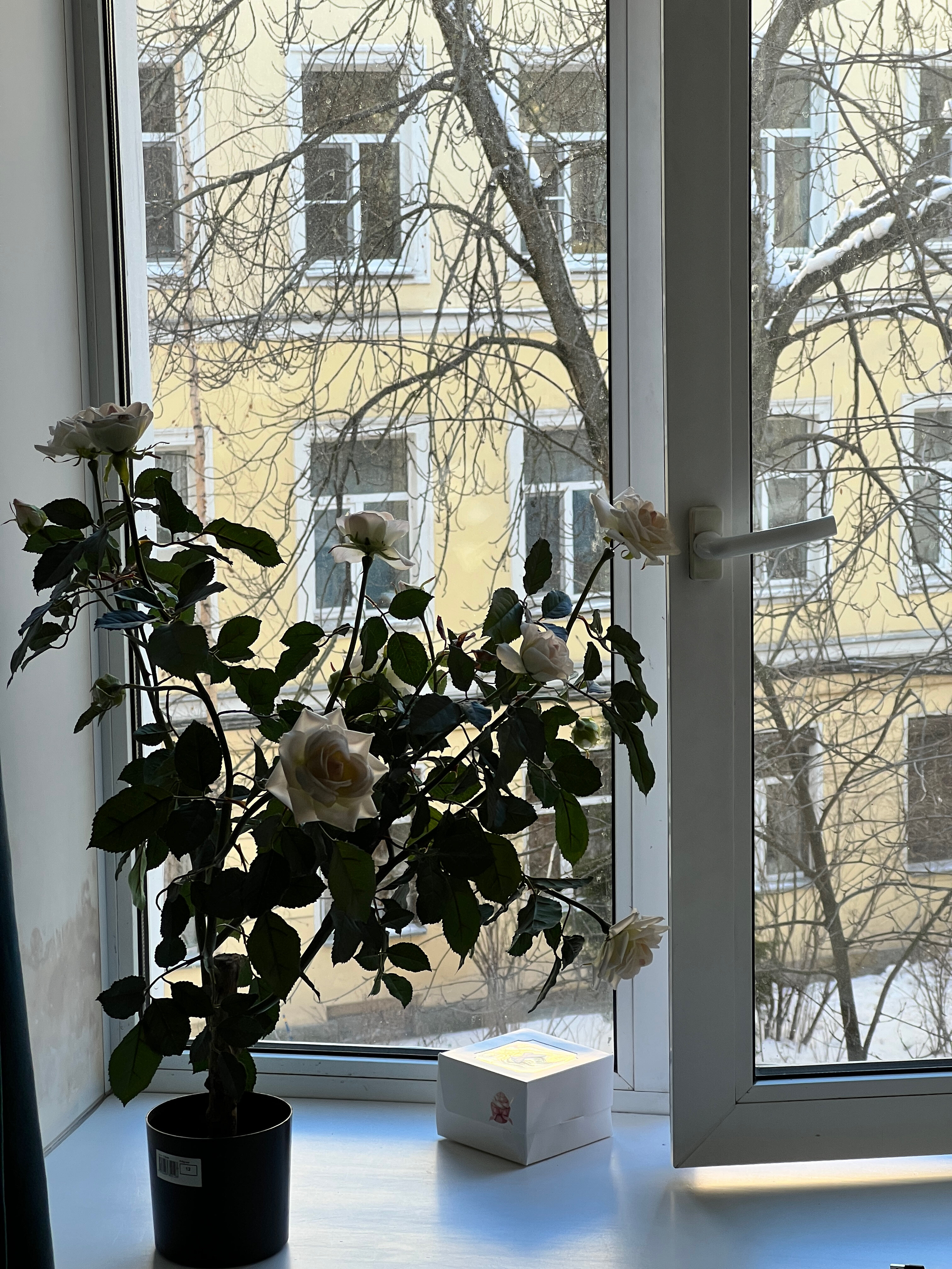 Фото Александрия