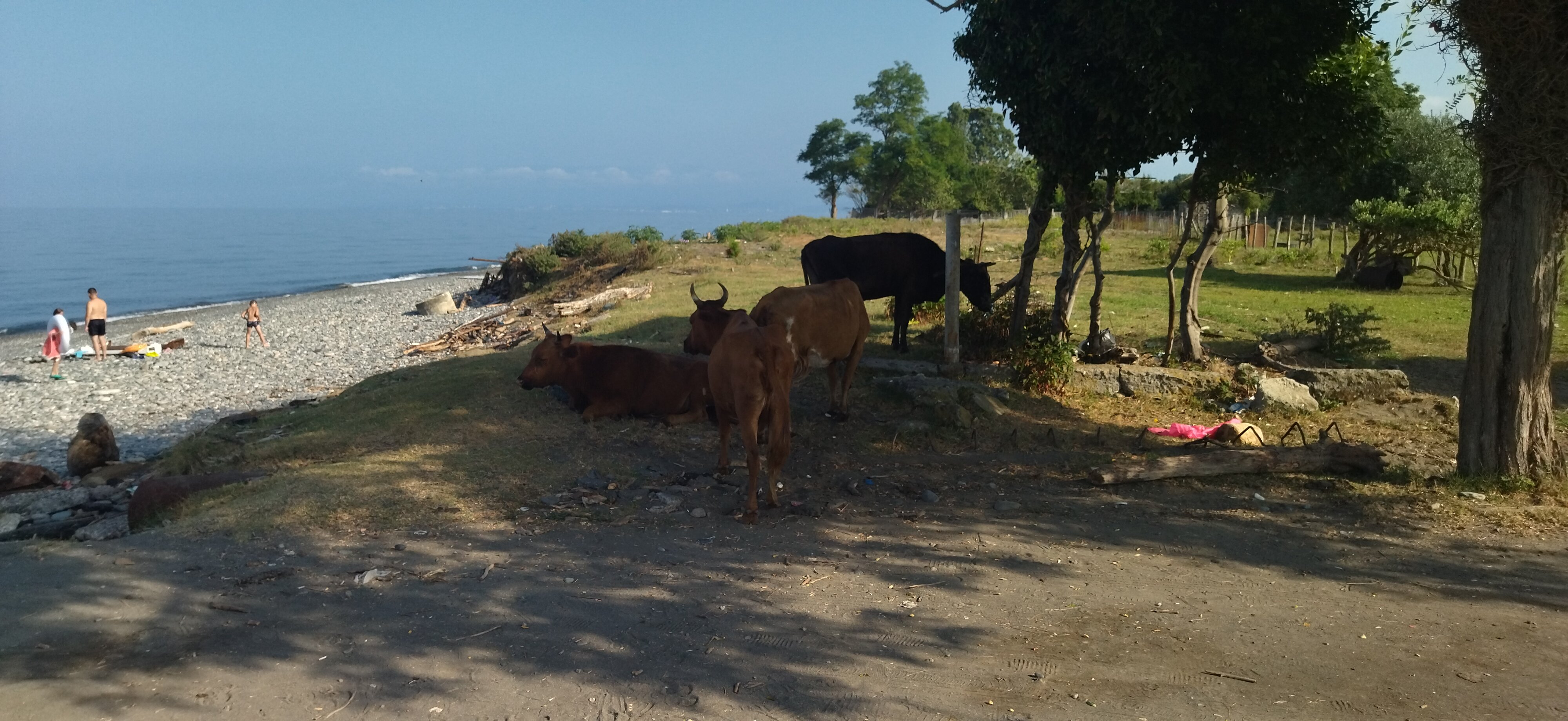 Фото Мандариновый берег