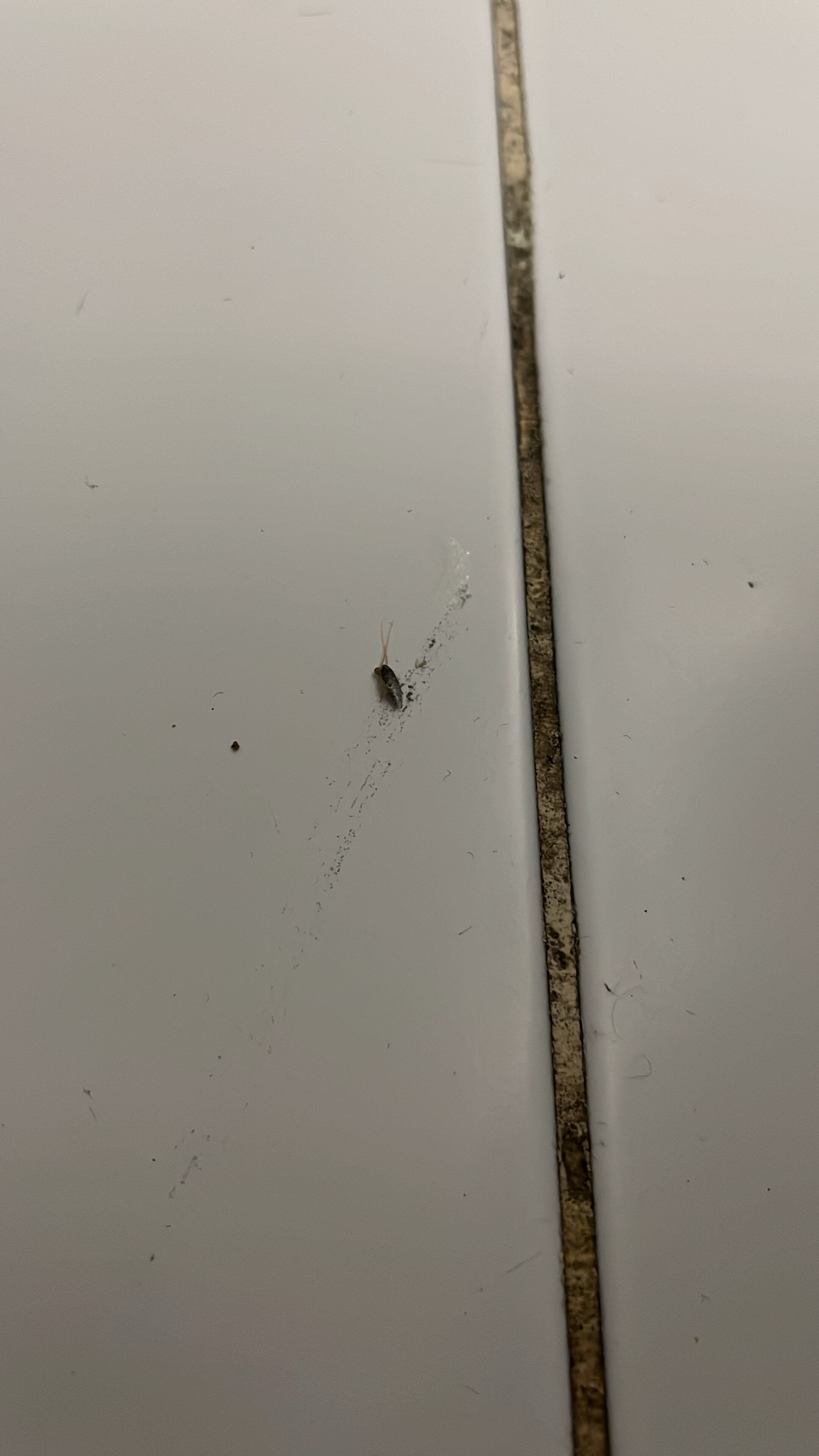 Фото Базилик