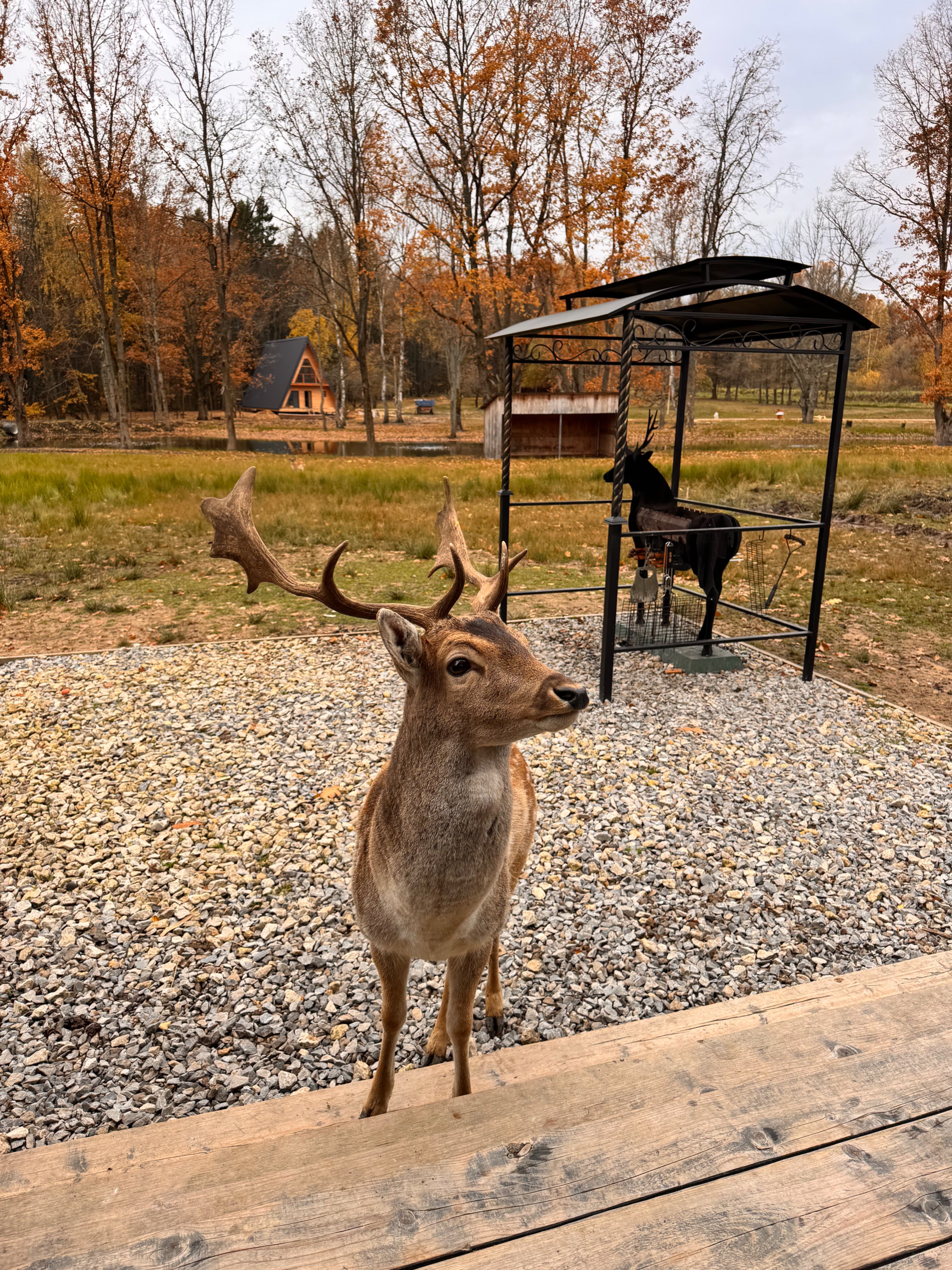 Фото Дом Лани