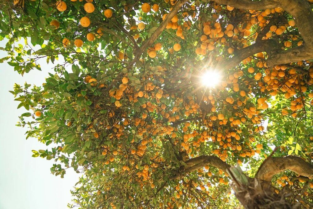 Фото Montana Lodge Motel