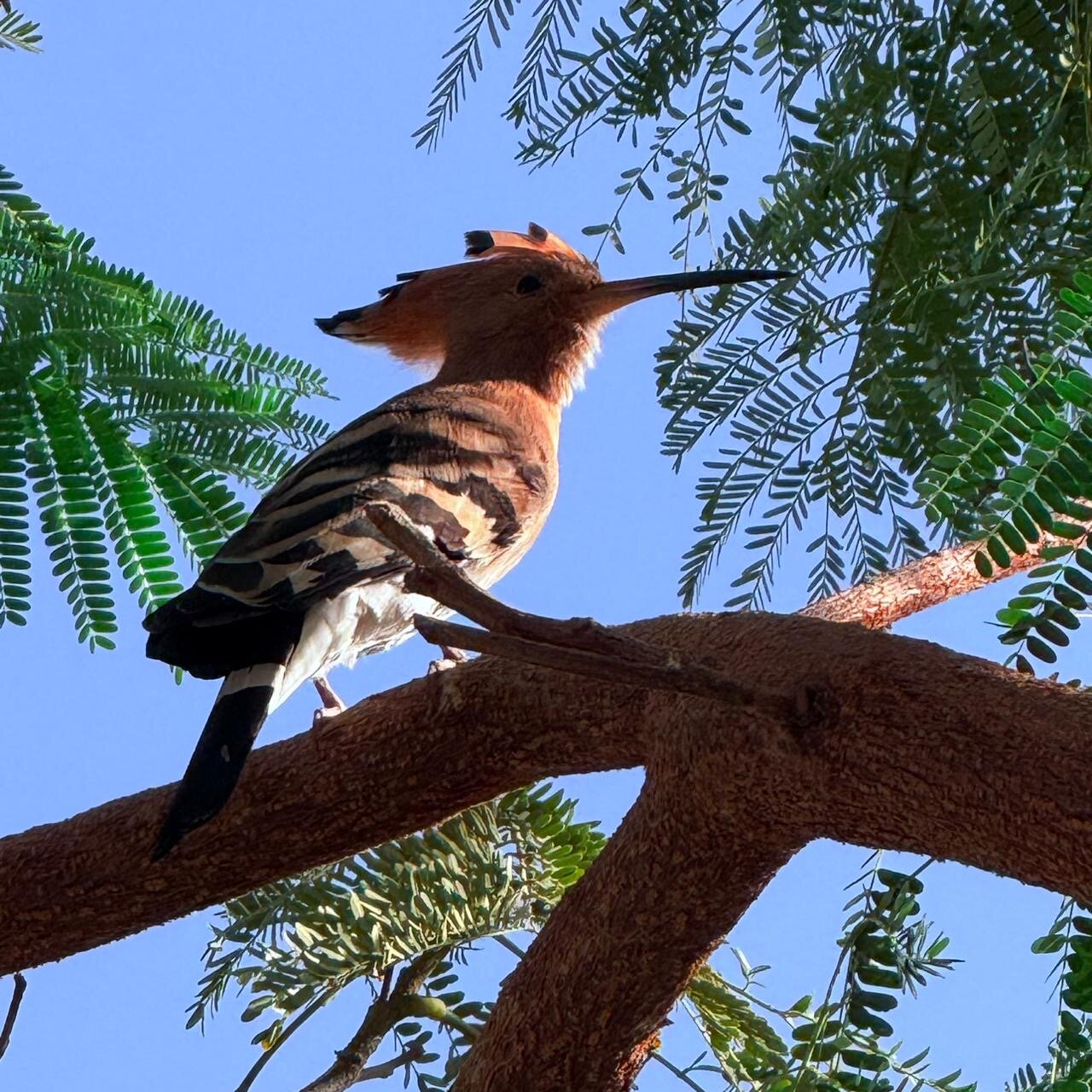 Фото Safir Sharm Waterfalls