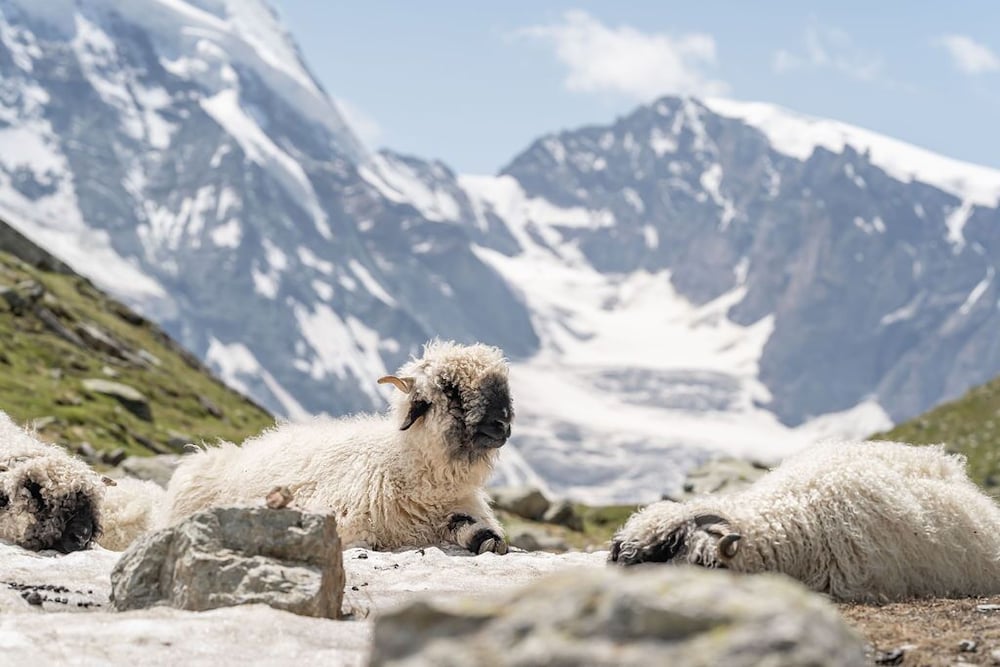 Фото Hotel Pollux