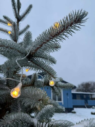 Дом в аренду Дачная 12 в Псковской области