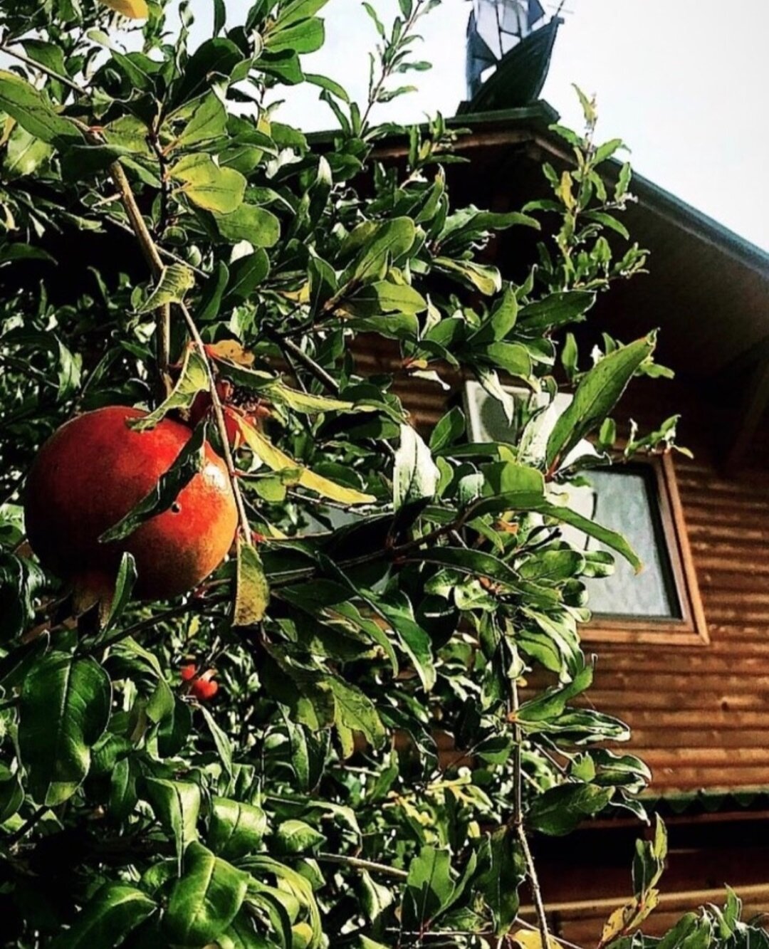 Фото Эспаньола