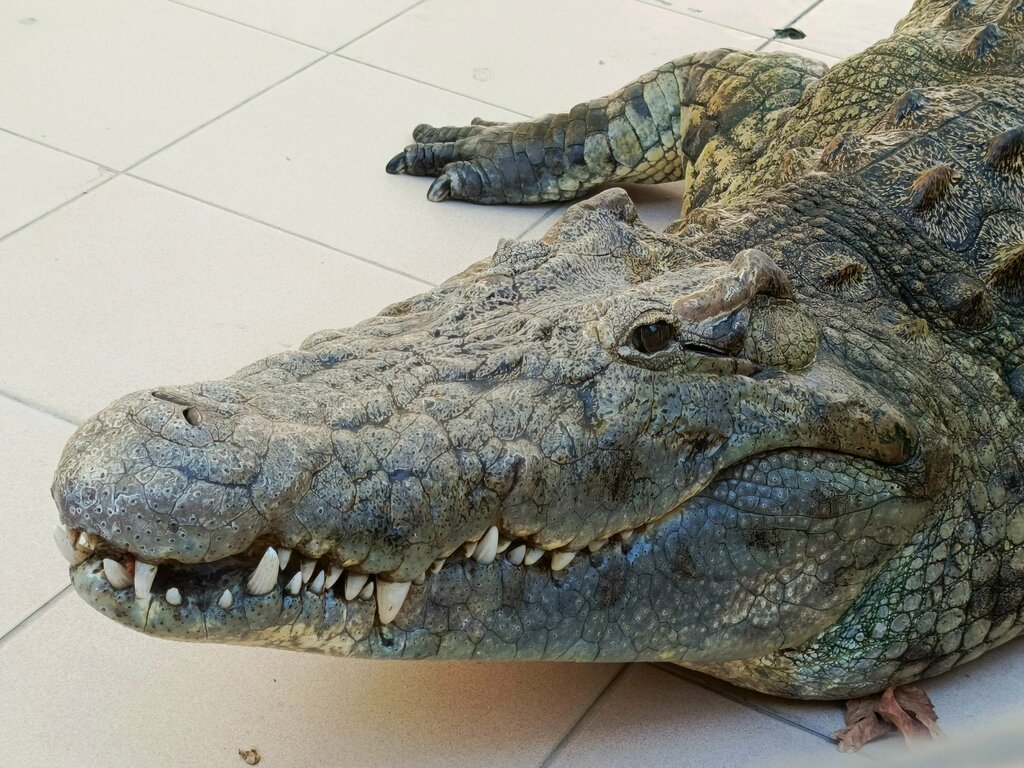 Вольер животных Шоу крокодилов, Сочи, фото