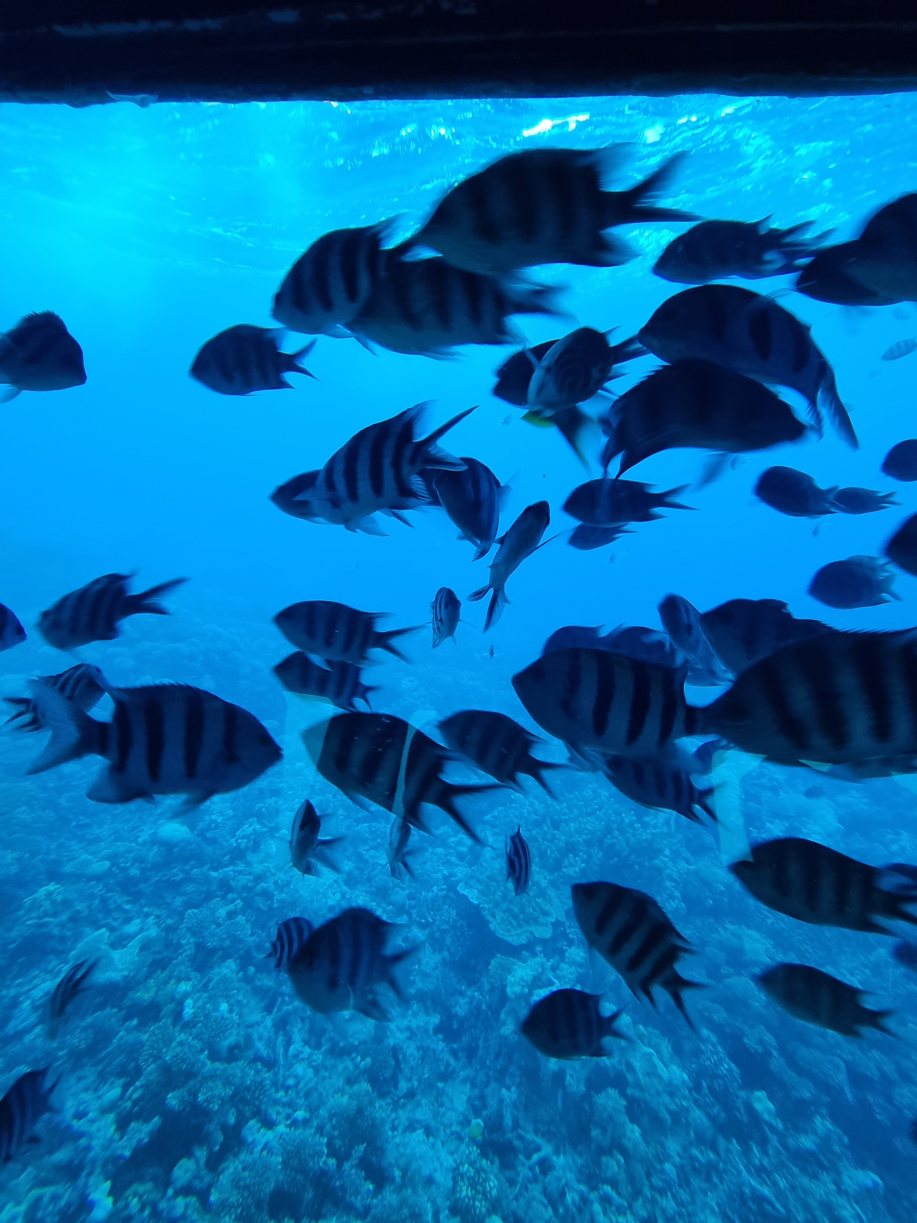 Фото Sunrise Aqua Joy Resort