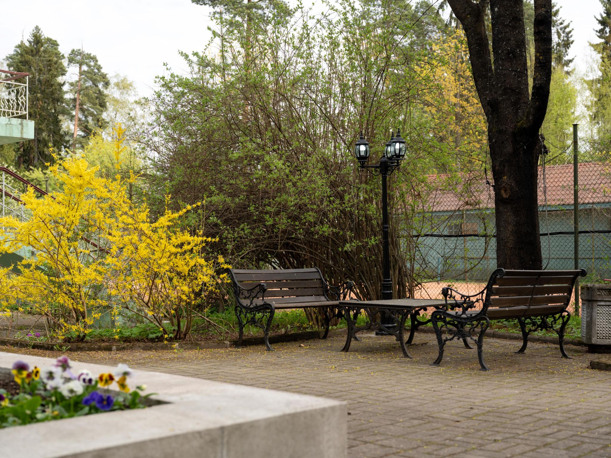 Фото Forest Relax