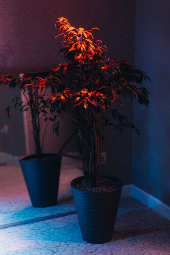 Эротикалық фотосурет салоны