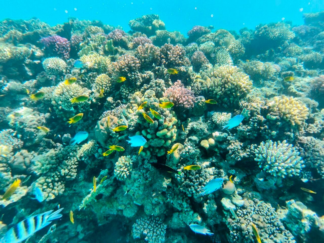 Фото Flow Spectrum Resort Sahl Hasheesh