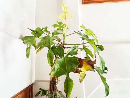 Фото Casa Tentay