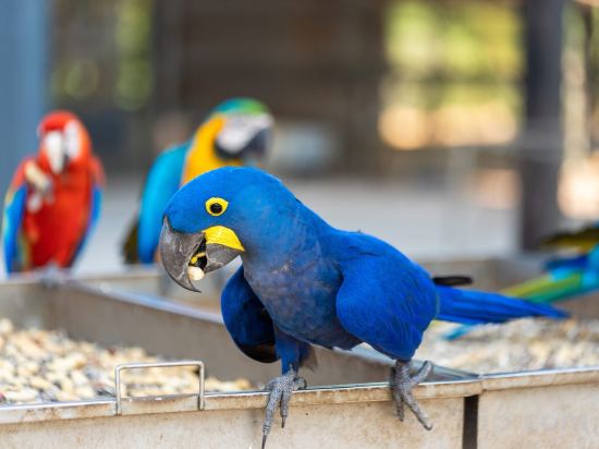 Фото Wonderland Suites and Resort