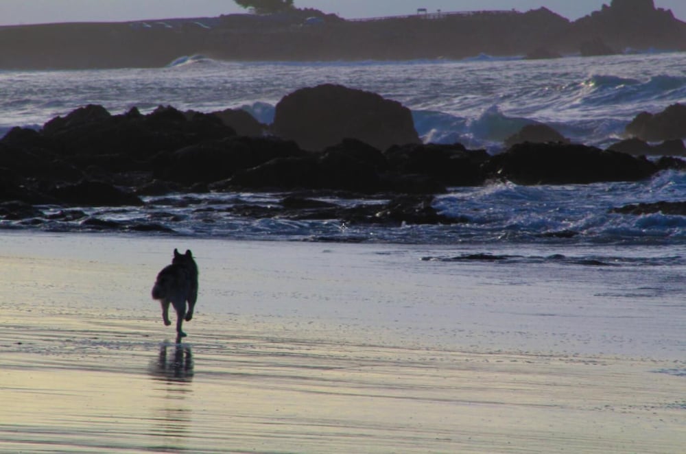 Фото Pacific Gardens Inn