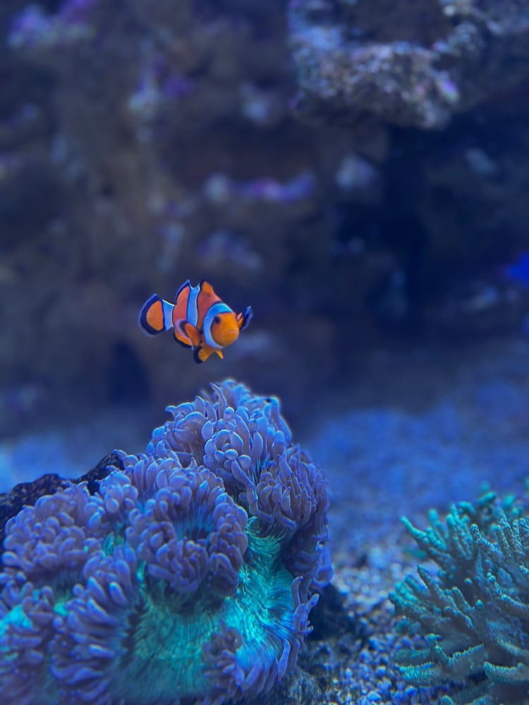 Фото The Pax Hotel